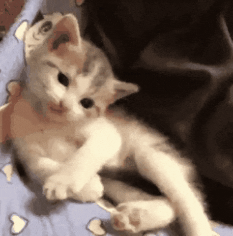 Hi cat lovers!